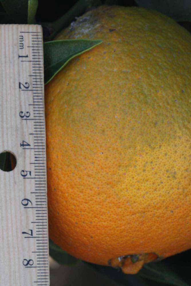              Fruit (Riverside, CA)       